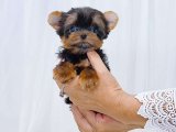 Yavru Dans Partisi: Yorkshire Terrier Yavru Ritimleri