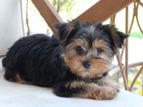 Sevgi İzleri: Yorkshire Terrier Yavru Kalp Atışları