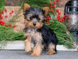 Minik Kürk Hırsızları: Yorkshire Terrier Yavru Tatlı Mafya
