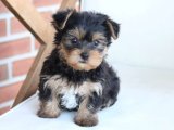 Yavru Aşkın İncileri: Yorkshire Terrier Yavru Mücevherleri