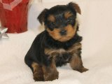 Sevimli Zaman Yolcusu: Yorkshire Terrier Yavru Gezgin