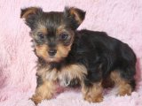 Minik Kraliyet Balosu: Yorkshire Terrier Yavru Dansı