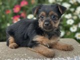 Yavru Moda İkonları: Yorkshire Terrier Yavru Koleksiyonu