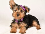Sevgi Kokan Sabahlar: Yorkshire Terrier Yavru Günaydınları