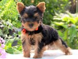 Minik Kuyruk Sallayan Büyücüler: Yorkshire Terrier Yavru Sihirbazları