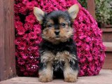 Yavru Güzellik Yarışması: Yorkshire Terrier Tacındaki Tacı