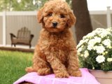 Toy Poodle Yavruları: 1000 TL'ye En İyi Kalite Seçenekleriyle Şimdi Alın!