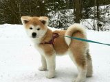 Süs Köpeği Aşkı: Satılık Akita Inu Yavrularıyla Kalbinizi Kazanın!