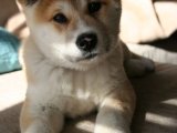 Süs Köpeği Şıklığı: Harika Akita Inu Yavrularıyla Buluşun!