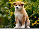 Minyatür Mucizeler: Akita Inu Yavrularıyla Eviniz Şenlensin!