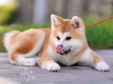 Göz Kamaştırıcı Sevimlilik: Akita Inu Yavrularıyla Tanışın!
