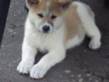 Süs Köpeği Zamanı: Satılık Akita Inu Yavrularıyla Hayalinizi Gerçekleştirin!