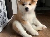 Minik Melekler: Akita Inu Yavrularıyla Evlerinizi Aydınlatın!