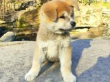 Süs Köpeği Harikaları: Satılık Minyatür Akita Inu Yavrular!