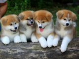 Enerji Patlaması: Akita Inu Yavrularıyla Keyifli Anlar!