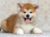 Süs Köpeği Şıklığı: Minyatür Akita Inu Yavrularıyla Stil Sahibi Olun!