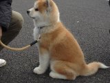 Enerji Bombası: Akita Inu Yavrularıyla Eviniz Canlanacak!