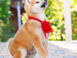 Rüya Gibi Minikler: Akita Inu Yavruları Şimdi Satışta!