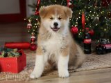 Akita Inu Cenneti: Farklı Renk ve Kişilikte Yavrular Sizi Bekliyor!