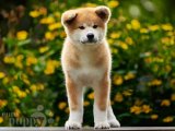 Akita Inu Rüyası: Evinizi Şenlendirecek Yepyeni Üyeler!