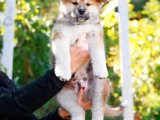 Minik Patiler, Büyük Sevgi: Akita Inu Yavrularıyla Dolu Bir Ev!