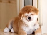 Akita Inu Harikaları: Renkli Yavrularla Tanışın!