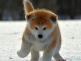 Enerjik ve Oyun Sever: Akita Inu Yavrularıyla Aktif Bir Yaşam!