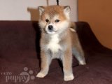 Akita Inu Şıklığı: Farklı Tüy Renkleriyle Göz Alıcı Yavrular!