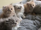 İran Kedisi yavrularımız sağlıklı, mutlu ve sevimli