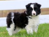 Uygun Fiyatlı Minik Border Collie yavrumuz