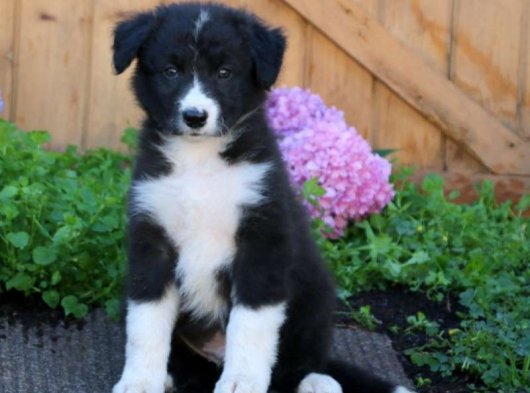 Anatomi harikası Border Collie yavrumuz