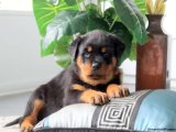 Sevimlilikte Sınır Yok: Rottweiler Yavrularıyla Kalbinizi Fethedin!