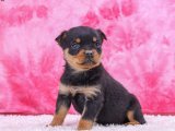 Kalp Çalan Patiler: Rottweiler Yavrularıyla Tanışın!