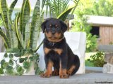 Sevgi ve Zarafetin Minik Temsilcileri: Rottweiler Yavruları!