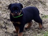 Minik Bir Mucize: Rottweiler Yavrularıyla Tanışın!