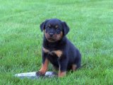 Harika Yavrular: Rottweiler Aşkıyla Kalbinizi Isıtın!