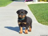 Sadakatin ve Sevginin Minik Elçileri: Rottweiler Yavrularıyla!