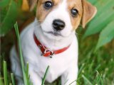 Sevimli Jack Russell Terrier Yavrularımız Yeni Dostlarını Arıyor!