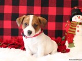Mutlu Bir Hayat İçin Jack Russell Terrier Yavrularımızı Sahiplenin!