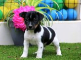 Evinize Neşe Getirecek Jack Russell Terrier Yavrularımız Sizi Bekliyor!