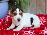 Sağlıklı ve Enerjik Jack Russell Terrier Yavrular Sahiplenmeye Hazır!