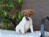 Sevimli Jack Russell Terrier Yavrularımızla Mutluluğa Adım Atın!