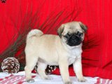 Pug Yavruları Şimdi Satışta – Hemen Sahip Olun!