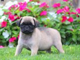 Sevgi Dolu Yeni Üye Arıyorsanız: Pug Yavruları!