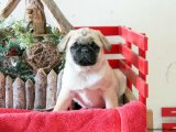 Sevimli Pug Yavrularıyla Ailemize Katılın!