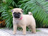 Sonsuz Sevgi ve Eğlence: Pug Yavruları Sizi Bekliyor!