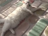 Ankara kedisi disi