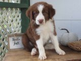 Yavru Dans Partisi: Border Collie Yavru Ritimleri