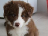 Sevgi İzleri: Border Collie Yavru Kalp Atışları