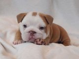 Yavru Dans Partisi: İngiliz Bulldog Yavru Ritimleri